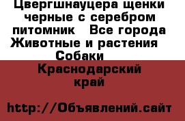 Цвергшнауцера щенки черные с серебром питомник - Все города Животные и растения » Собаки   . Краснодарский край